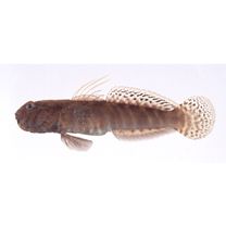 Cryptocentroides insignis (Seale, 1910)