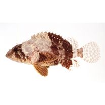 Scorpaenodes parvipinnis (Garrett, 1864)