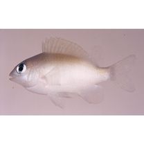 Plectroglyphidodon imparipennis (Vaillant et Sauvage, 1875)