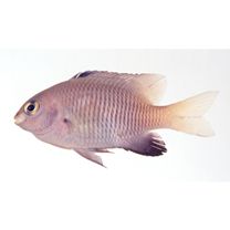 Stegastes insularis Allen et Emery, 1985