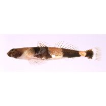 Schismatogobius ampluvinculus Chen, Shao et Fang, 1995