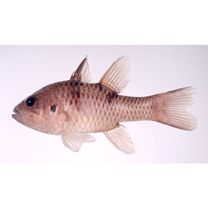 Pristicon trimaculatus (Cuvier, 1828)