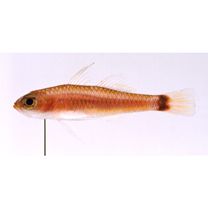 Trimma yoshinoi Suzuki, Yano et Senou, 2015