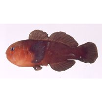 Gobiodon quinquestrigatus (Valenciennes, 1837)