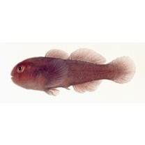 Gobiodon quinquestrigatus (Valenciennes, 1837)