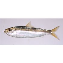 Sardinella zunasi (Bleeker, 1854)