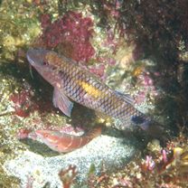 Parupeneus indicus (Shaw, 1803)