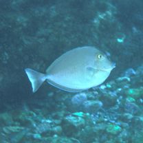 Naso unicornis (Forsskal, 1775)