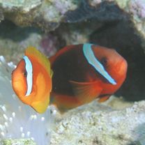 Amphiprion frenatus Brevoort, 1856