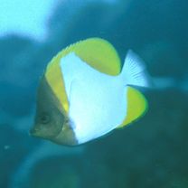 Hemitaurichthys polylepis (Bleeker, 1857)