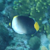 Chaetodontoplus mesoleucus (Bloch, 1787)