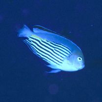 Genicanthus watanabei (Yasuda et Tominaga, 1970)