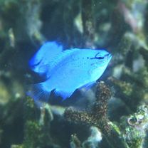 Chrysiptera cyanea (Quoy et Gaimard, 1825)