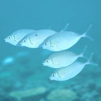 Siganus argenteus (Quoy et Gaimard, 1825) or Siganus sp. 1