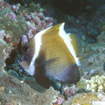 Heniochus varius (Cuvier, 1829)