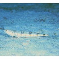 Synodus dermatogenys Fowler, 1912