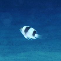 Chrysiptera tricincta (Allen et Randall, 1974)