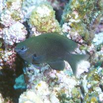 Stegastes fasciolatus (Ogilby, 1889)