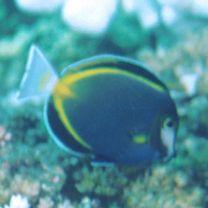 Acanthurus japonicus (Schmidt, 1931)