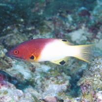 Bodianus axillaris (Bennett, 1832)