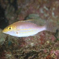 Lethrinus genivittatus Valenciennes, 1830