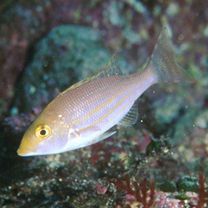 Lethrinus genivittatus Valenciennes, 1830