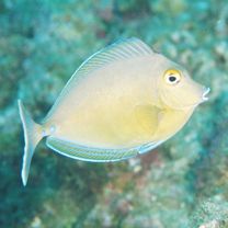 Naso unicornis (Forsskal, 1775)