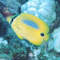 Chaetodon plebeius Cuvier, 1831