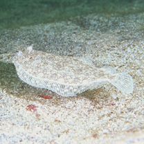 Crossorhombus kobensis (Jordan et Starks, 1906)