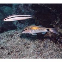 Parupeneus indicus (Shaw, 1803)