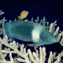 Labrichthys unilineatus (Guichenot, 1847)