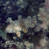 Macropharyngodon meleagris (Valenciennes, 1839)