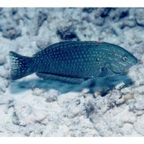 Macropharyngodon meleagris (Valenciennes, 1839)