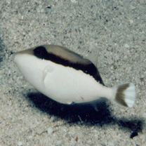 Sufflamen chrysopterum (Bloch et Schneider, 1801)