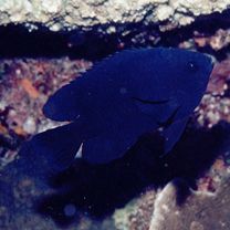 Neoglyphidodon melas (Cuvier, 1830)