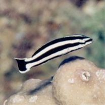 Labropsis manabei Schmidt, 1931