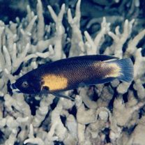 Labropsis manabei Schmidt, 1931