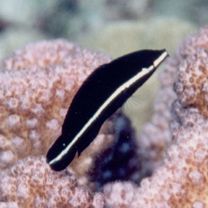 Labrichthys unilineatus (Guichenot, 1847)