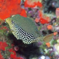 Ostracion solorensis Bleeker, 1856