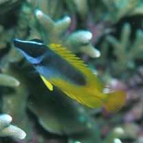 Siganus (Lo) unimaculatus (Evermann et Seale, 1907)