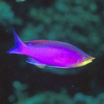 Pseudanthias tuka (Herre et Montalban, 1927)