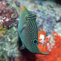 Canthigaster solandri (Richardson, 1845)
