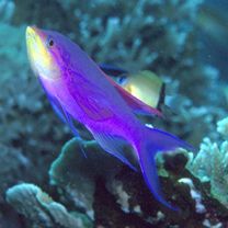 Pseudanthias tuka (Herre et Montalban, 1927)