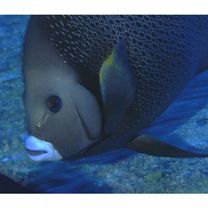 Pomacanthus paru (Bloch, 1787)