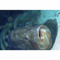 Epinephelus striatus (Bloch, 1792)