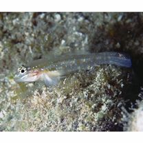 Coryphopterus glaucofraenum Gill, 1863