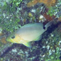 Hypoplectrus unicolor