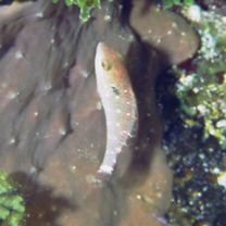 Sparisoma viride (Bonnaterre, 1788)