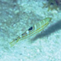 Halichoeres radiatus (Linnaeus, 1758)