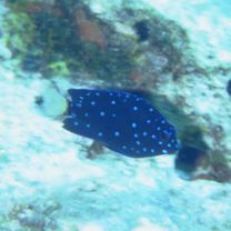 Microspathodon chrysurus (Cuvier, 1830)